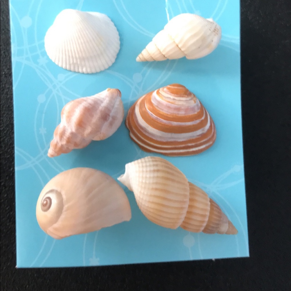 Seashell earrings